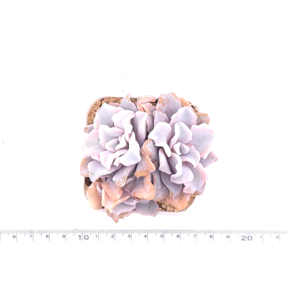 Echeveria 'White Madiba' | 白餃子皮 thumbnail 4