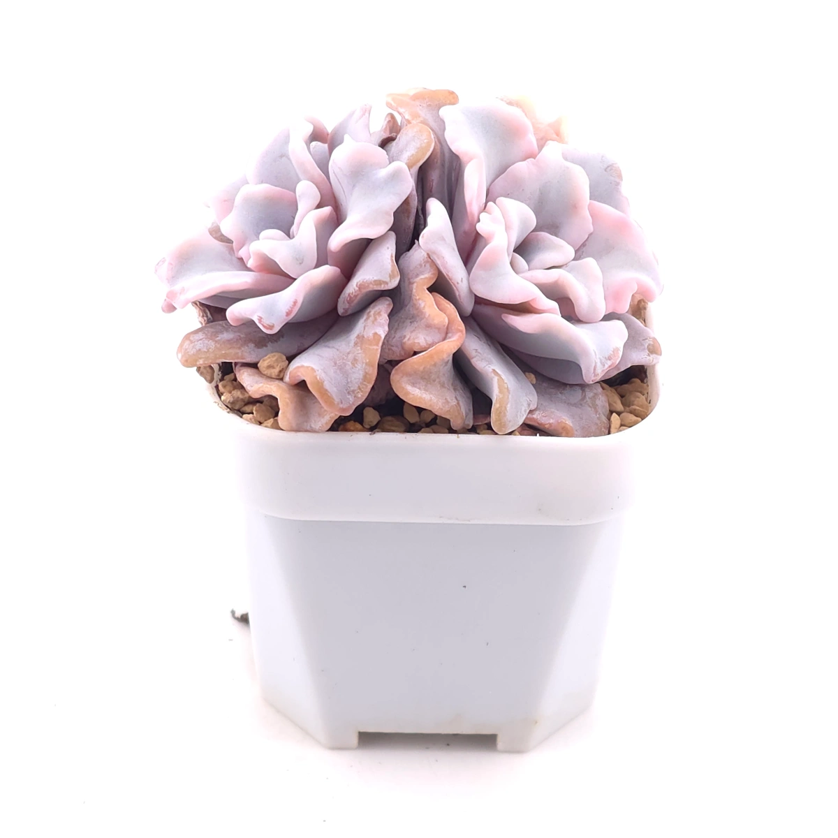 Echeveria 'White Madiba' | 白餃子皮 thumbnail 2