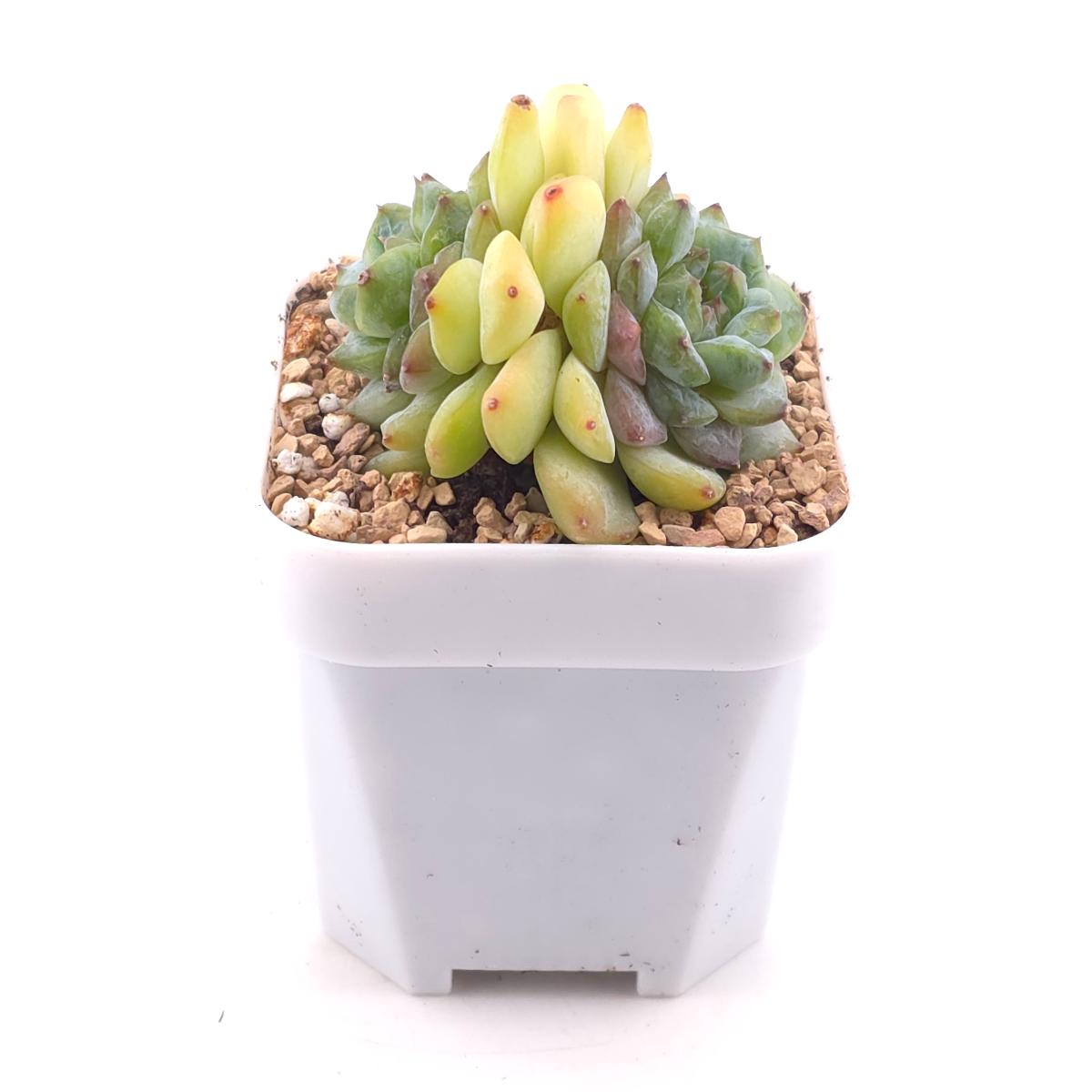 Echeveria ‘Ice Mountain’ | 冰山美人 thumbnail 2
