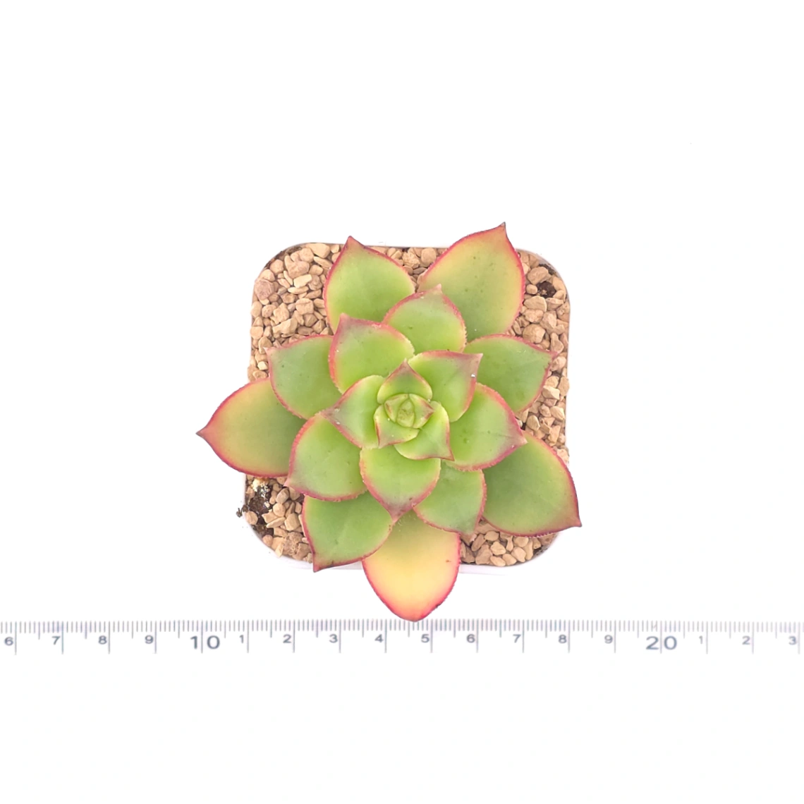 Aeonium 'Kiwi' | 紅緣蓮花掌 thumbnail 4
