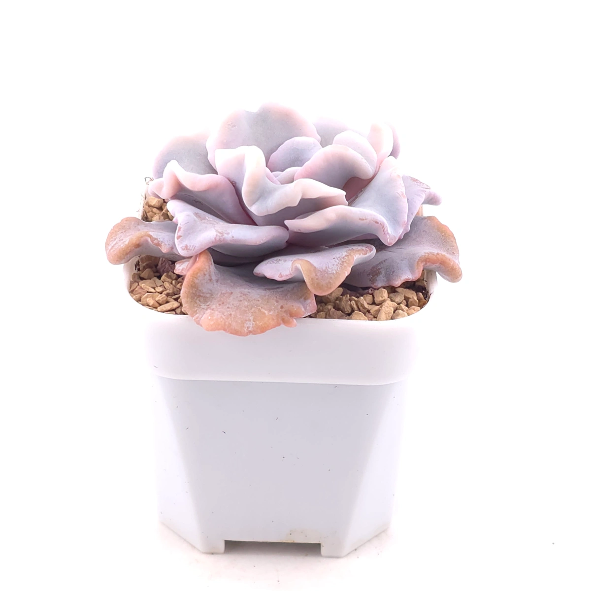 Echeveria 'White Madiba' | 白餃子皮 thumbnail 2