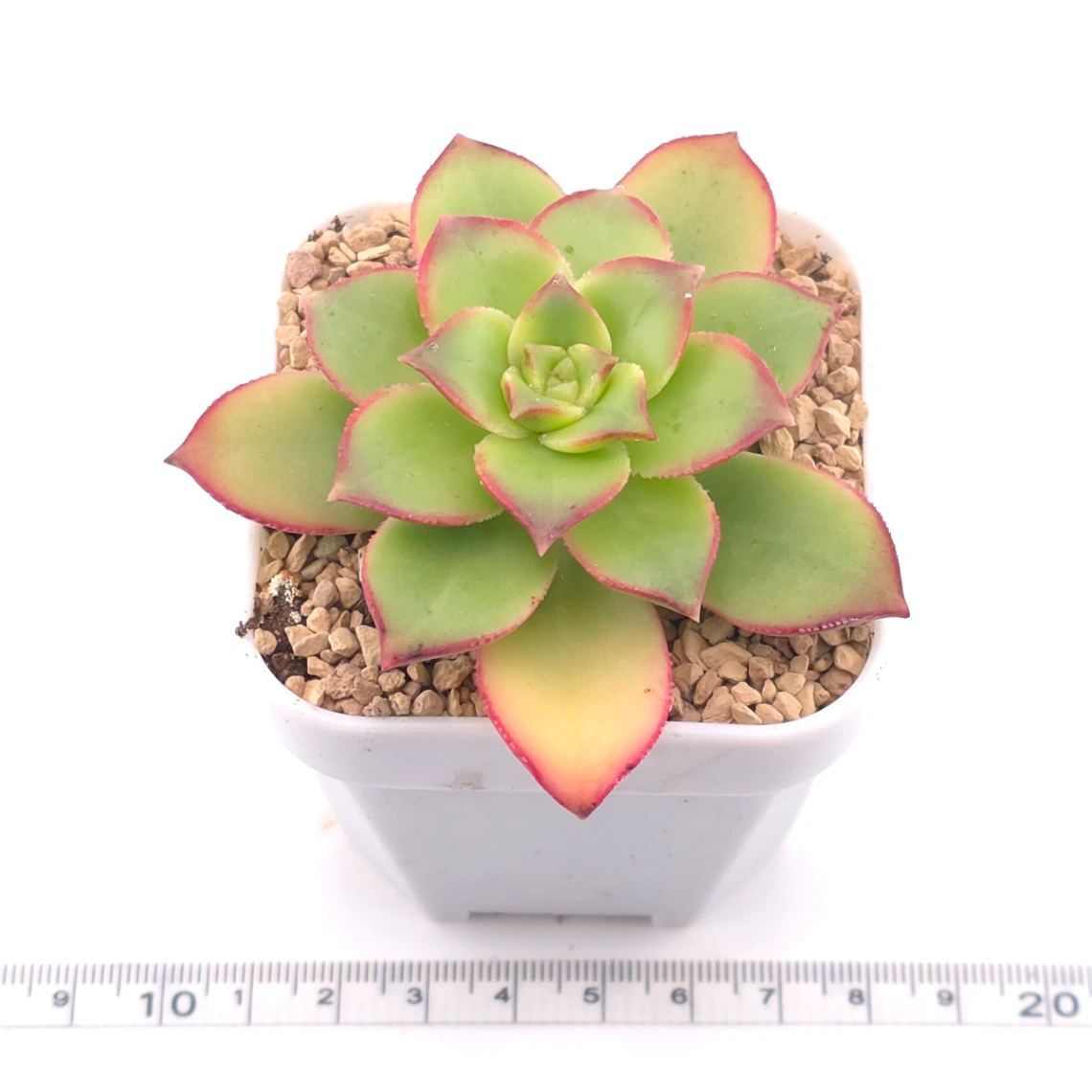 Aeonium 'Kiwi' | 紅緣蓮花掌 thumbnail 3