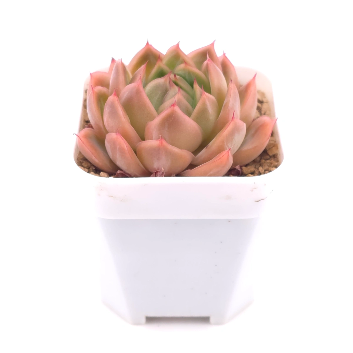 Echeveria ‘Diamond Jenny' | 鑽石珍妮 thumbnail 2
