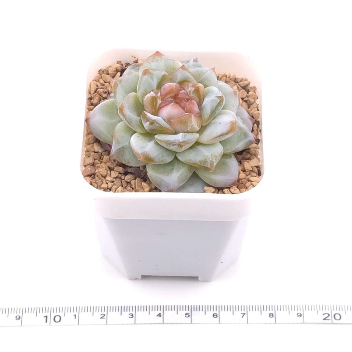 Echeveria ‘Mittal’ | 米塔爾 thumbnail 3