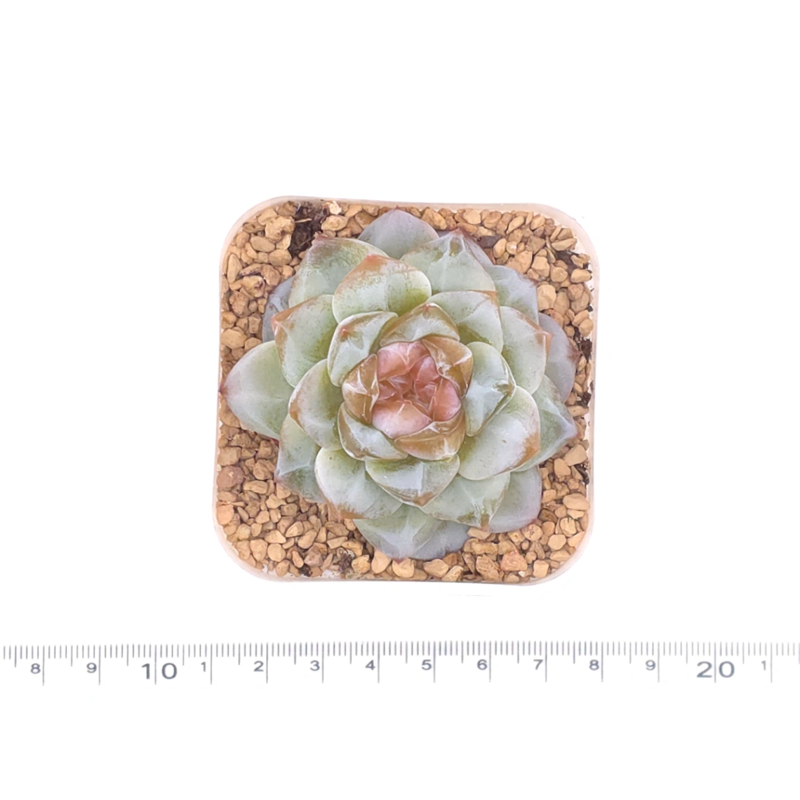Echeveria ‘Mittal’ | 米塔爾 thumbnail 4