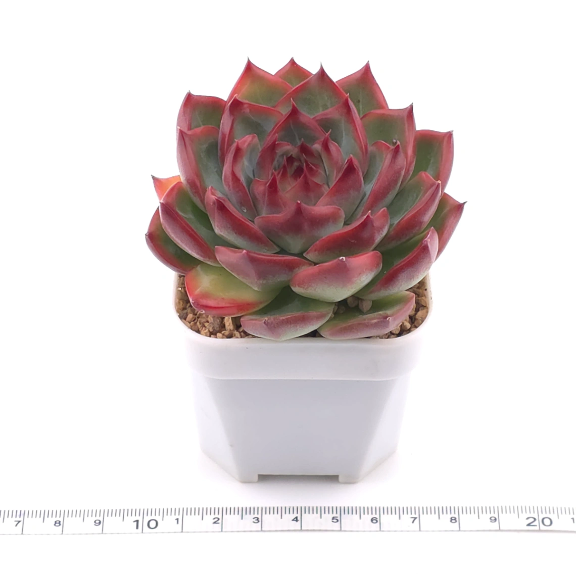 Echeveria agavoides spp. | 冬雲雜 thumbnail 3