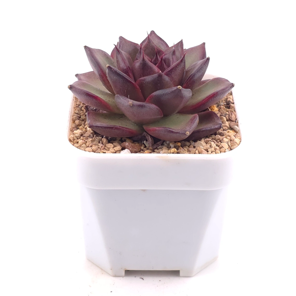 Echeveria 'Fat Rose' | 胖胖玫瑰 thumbnail 2