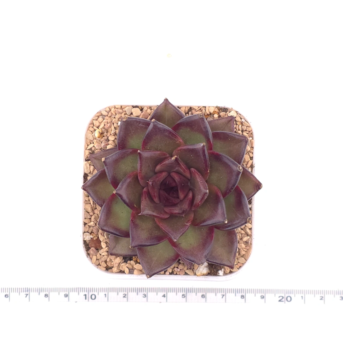 Echeveria 'Fat Rose' | 胖胖玫瑰 thumbnail 4