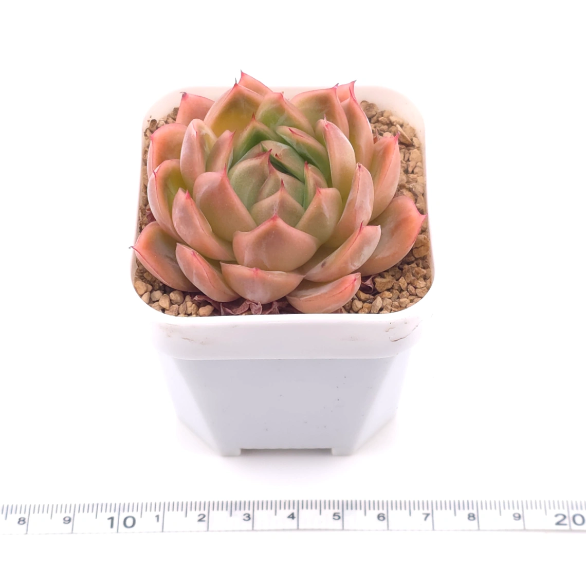 Echeveria ‘Diamond Jenny' | 鑽石珍妮 thumbnail 3