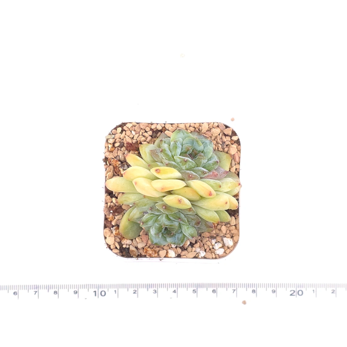 Echeveria ‘Ice Mountain’ | 冰山美人 thumbnail 4
