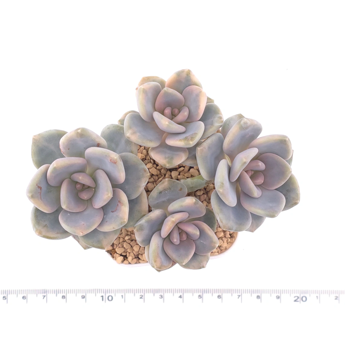 Pachyveria Pachyphytodies variegated | 東美人錦 thumbnail 4
