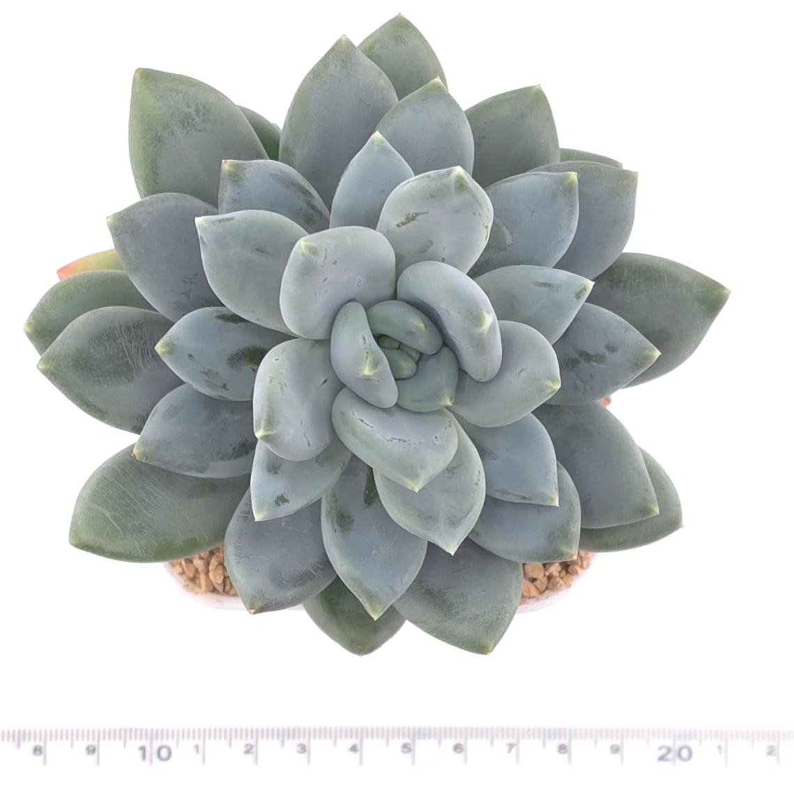 Sedeveria 'Blue Mist' | 藍松黛 thumbnail 4