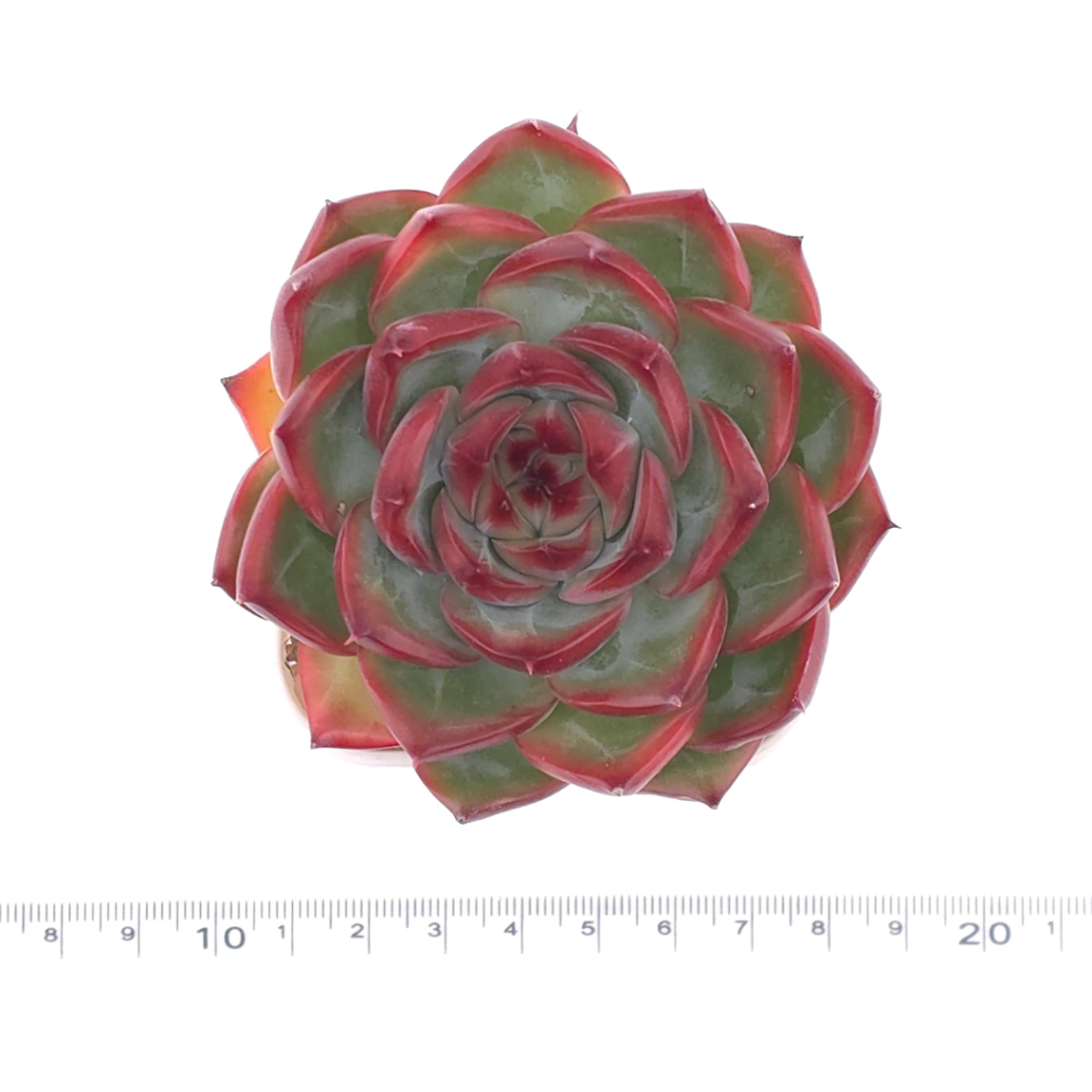 Echeveria agavoides spp. | 冬雲雜 thumbnail 4