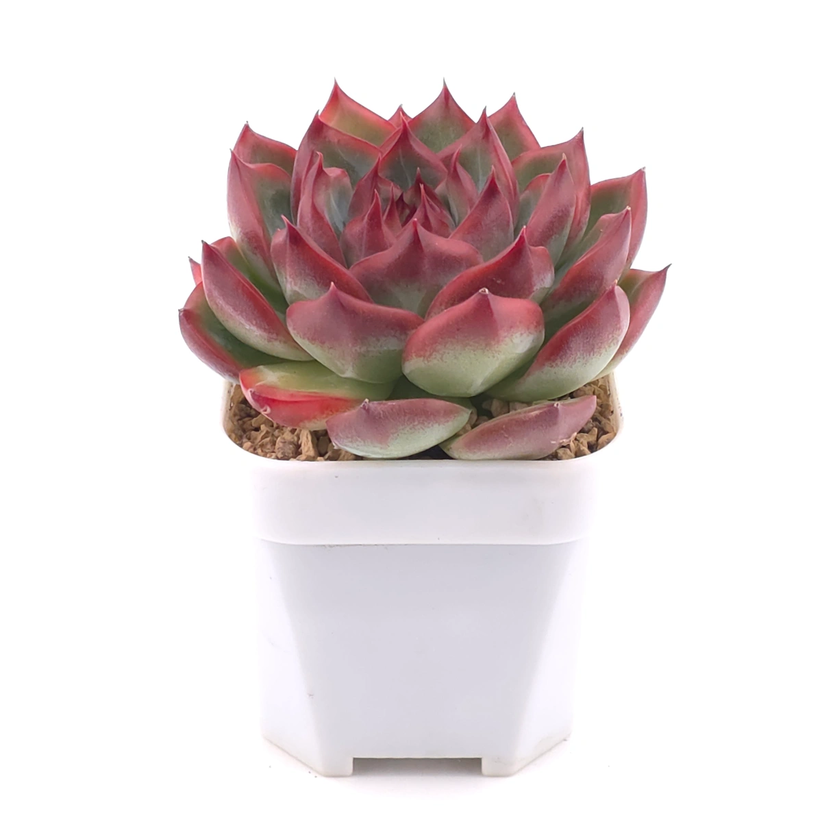Echeveria agavoides spp. | 冬雲雜 thumbnail 2