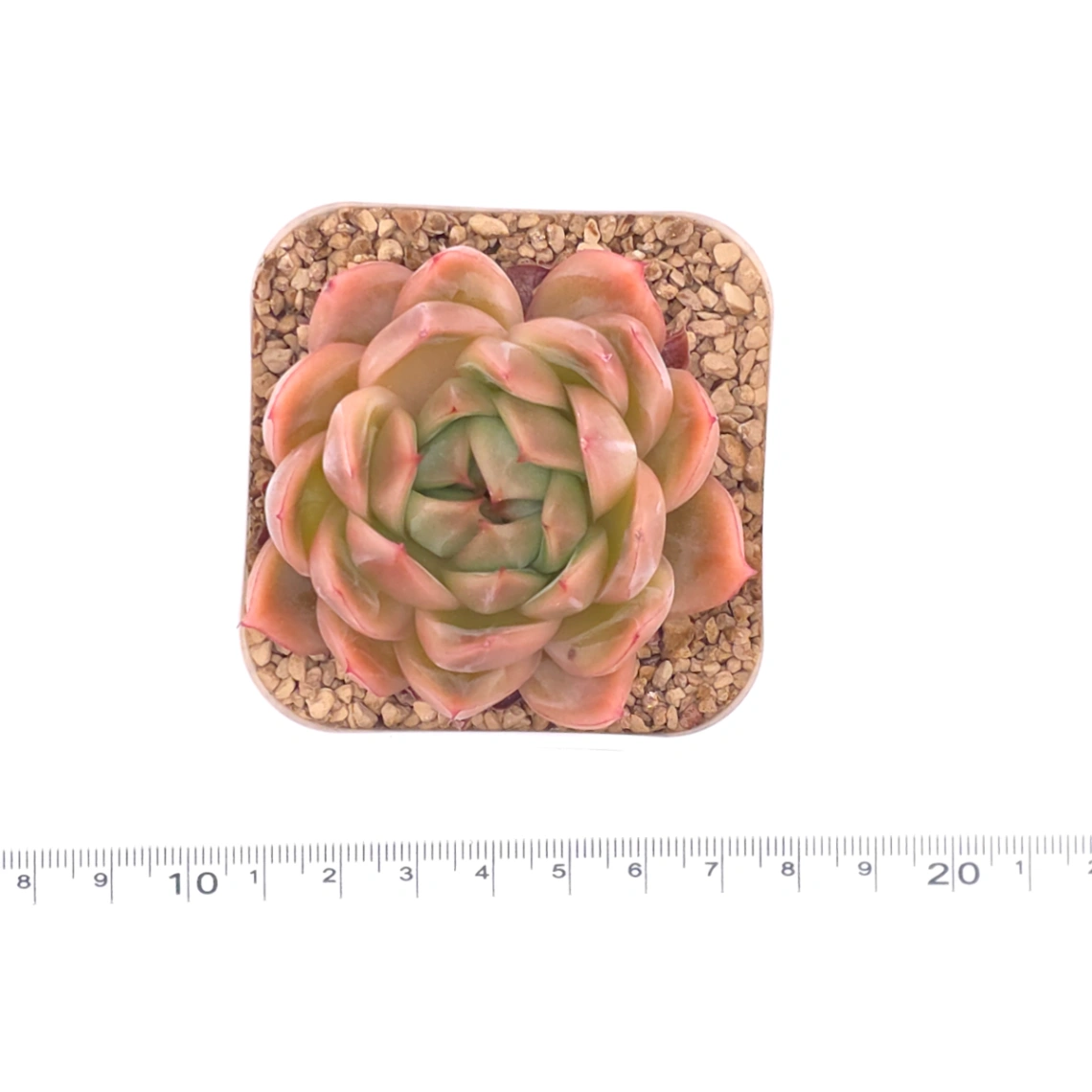 Echeveria ‘Diamond Jenny' | 鑽石珍妮 thumbnail 4