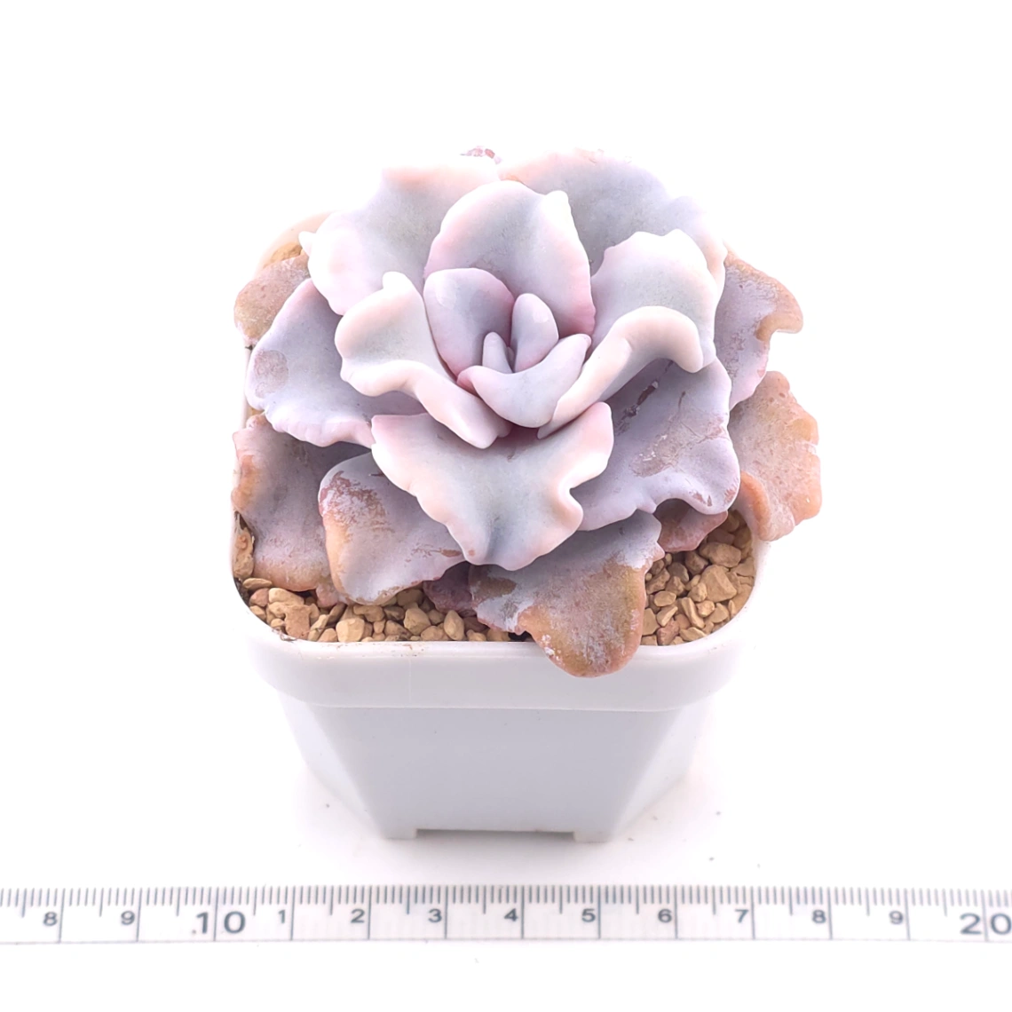Echeveria 'White Madiba' | 白餃子皮 thumbnail 3