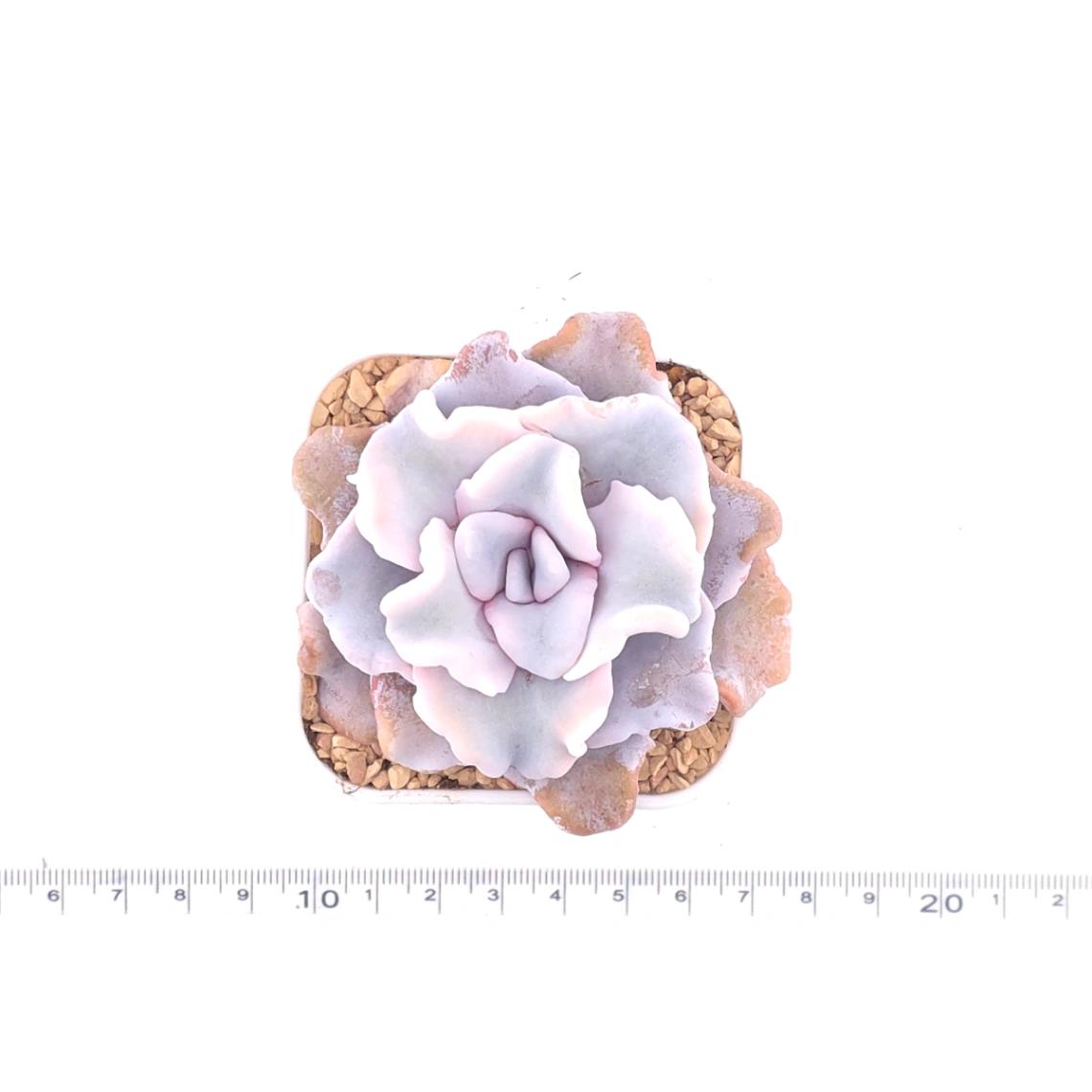 Echeveria 'White Madiba' | 白餃子皮 thumbnail 4