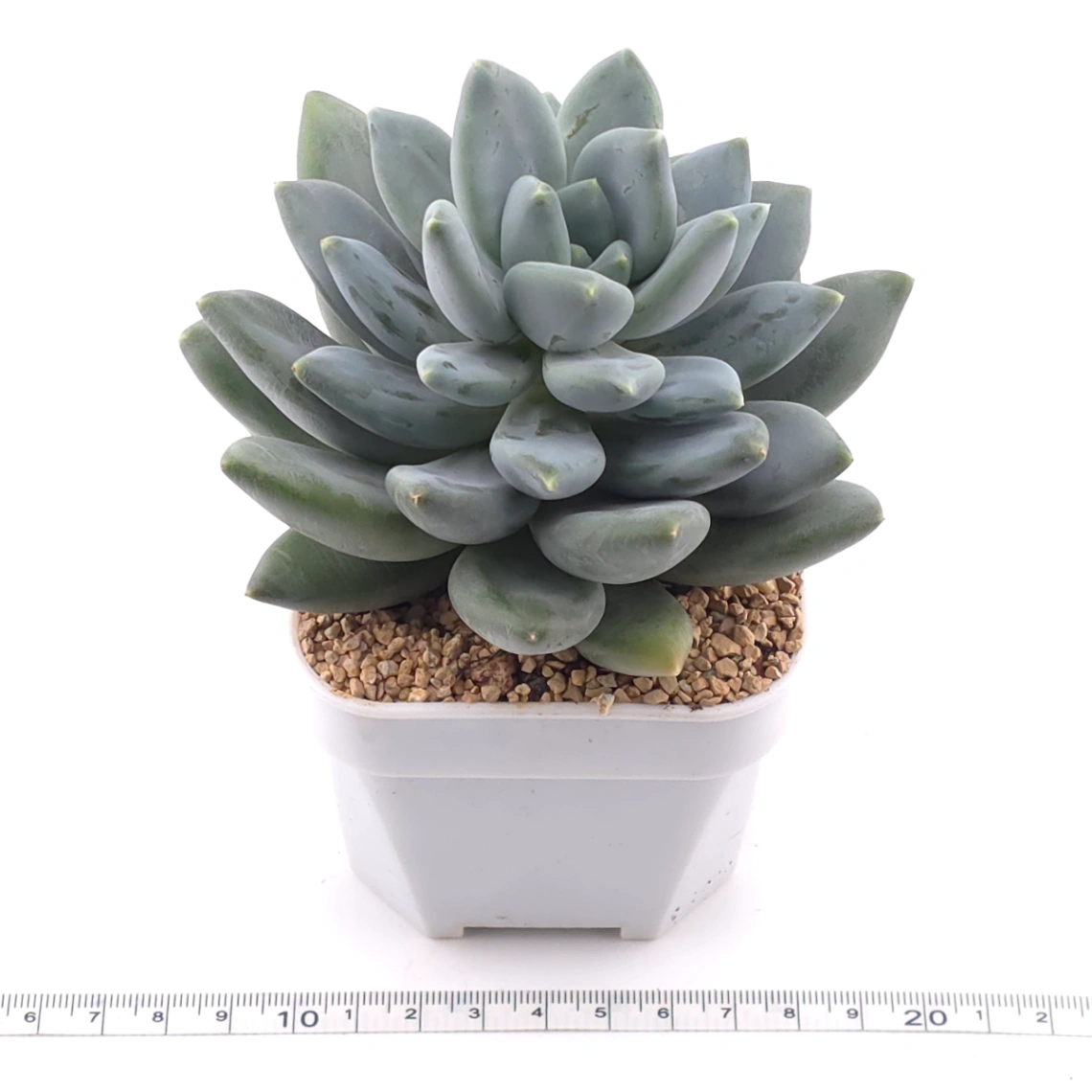Sedeveria 'Blue Mist' | 藍松黛 thumbnail 3