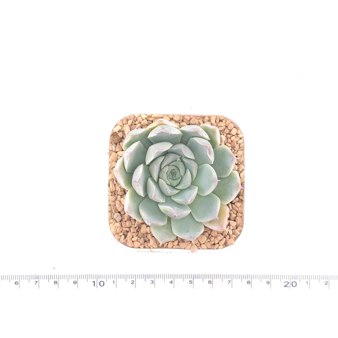 Echeveria 'Elemental Rose' | 地心玫瑰 thumbnail 4