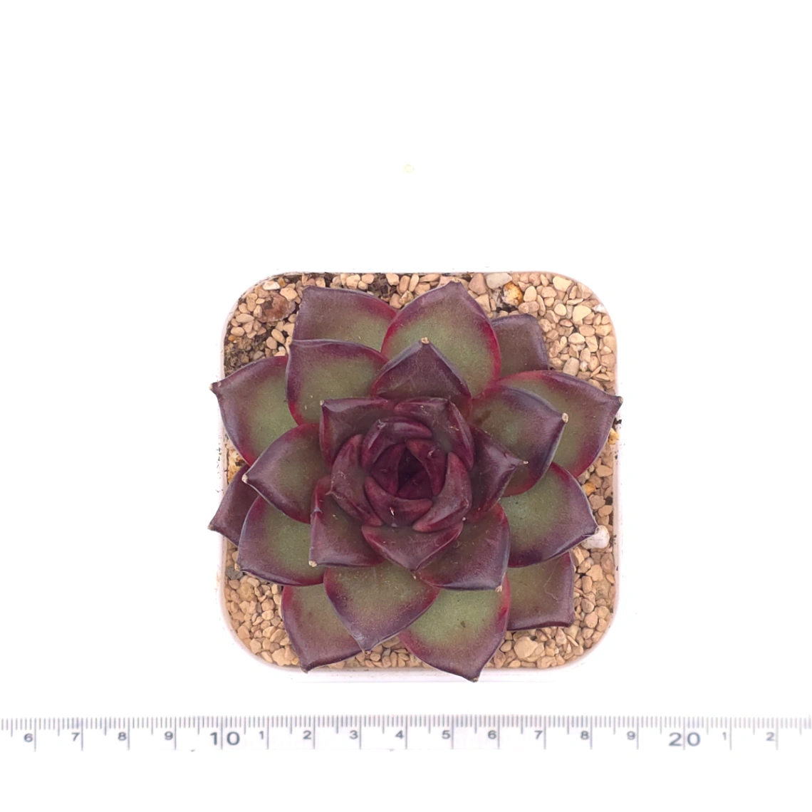 Echeveria 'Fat Rose' | 胖胖玫瑰 thumbnail 4