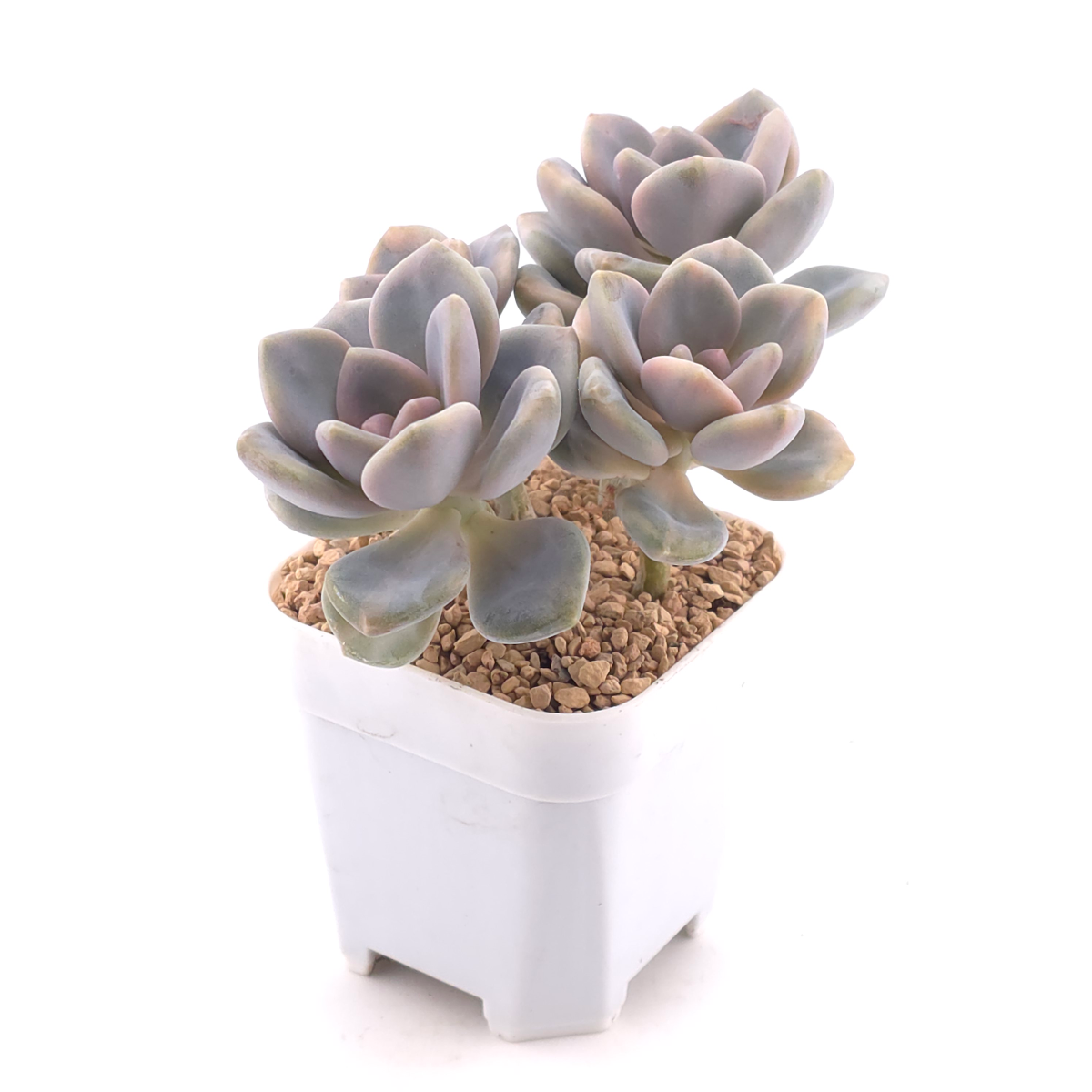 Pachyveria Pachyphytodies variegated | 東美人錦 thumbnail 2