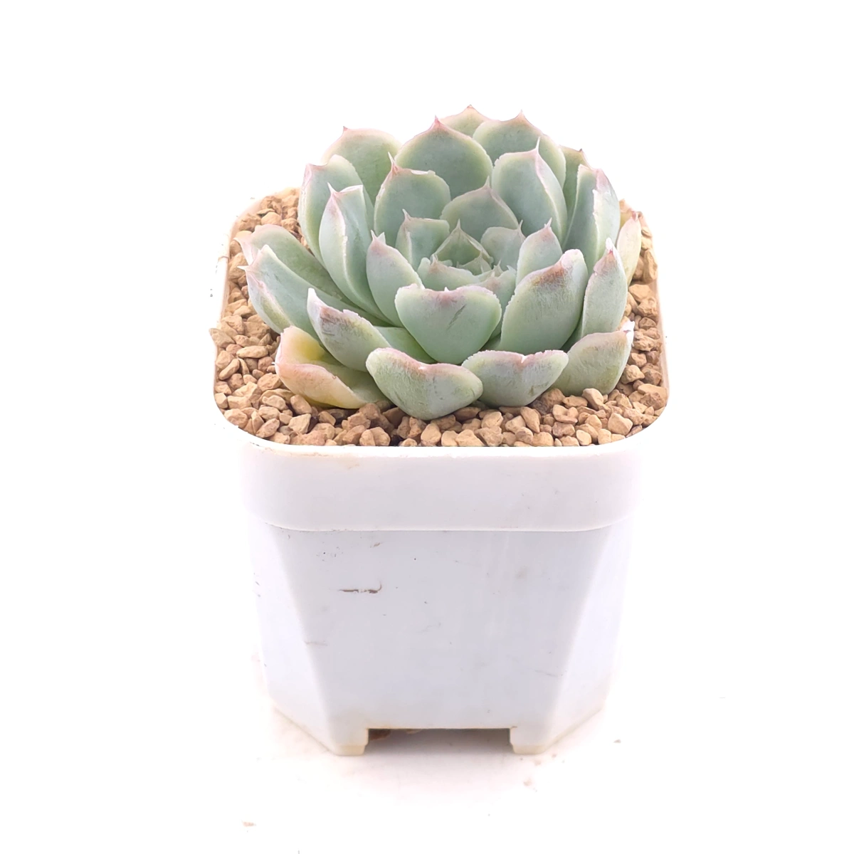 Echeveria 'Elemental Rose' | 地心玫瑰 thumbnail 2