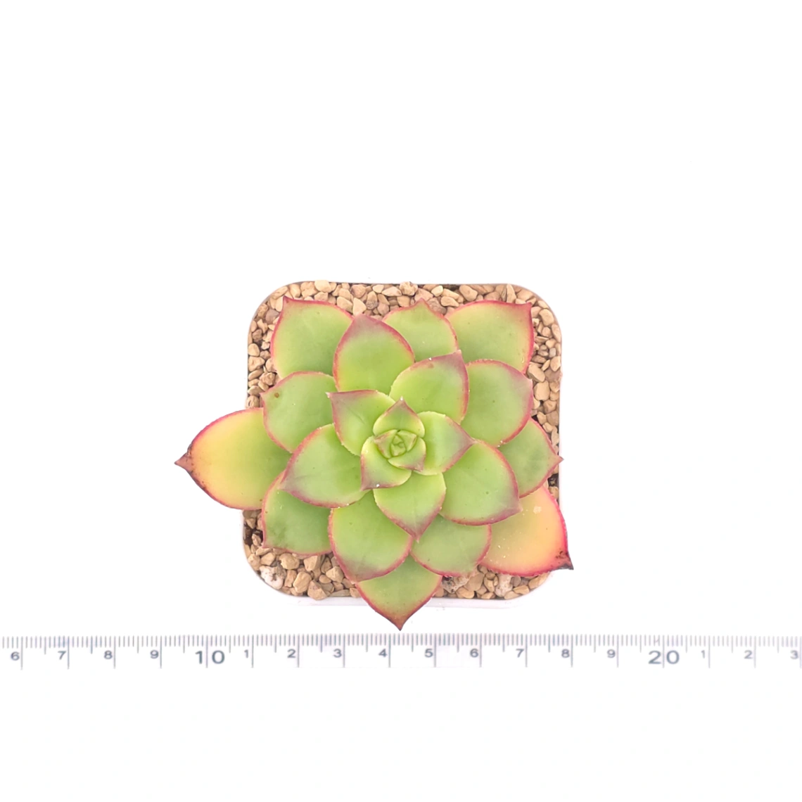 Aeonium 'Kiwi' | 紅緣蓮花掌 thumbnail 4