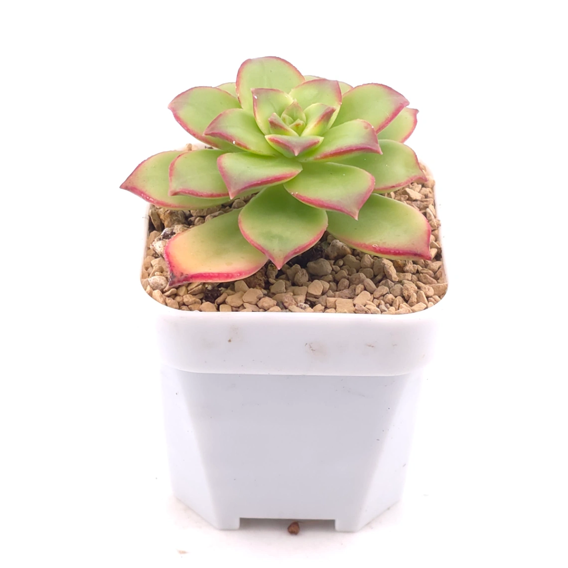 Aeonium 'Kiwi' | 紅緣蓮花掌 thumbnail 2