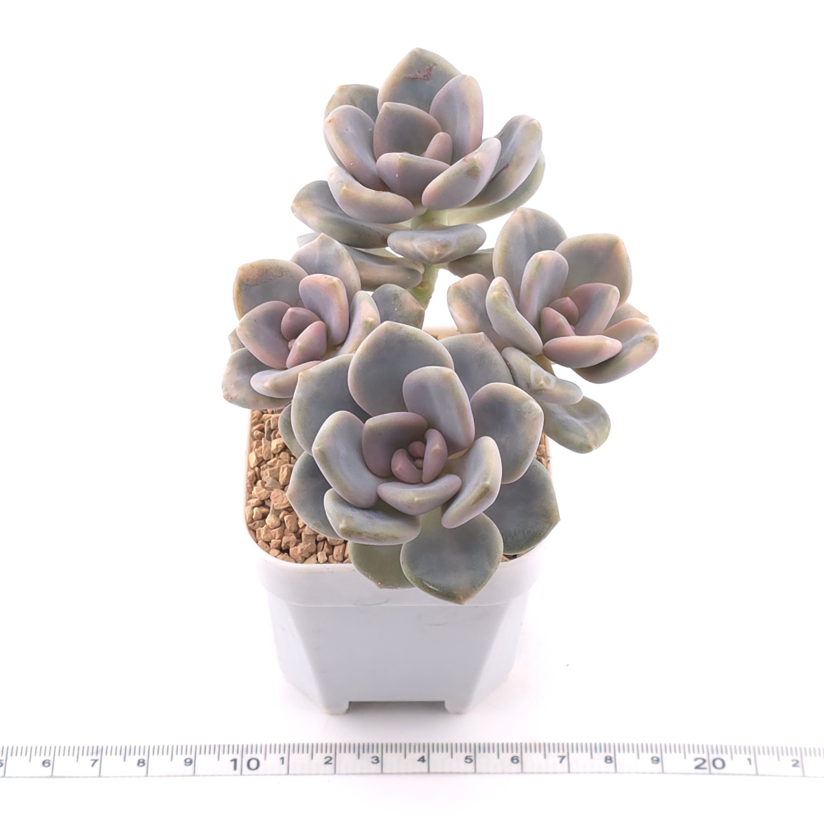 Pachyveria Pachyphytodies variegated | 東美人錦 thumbnail 3