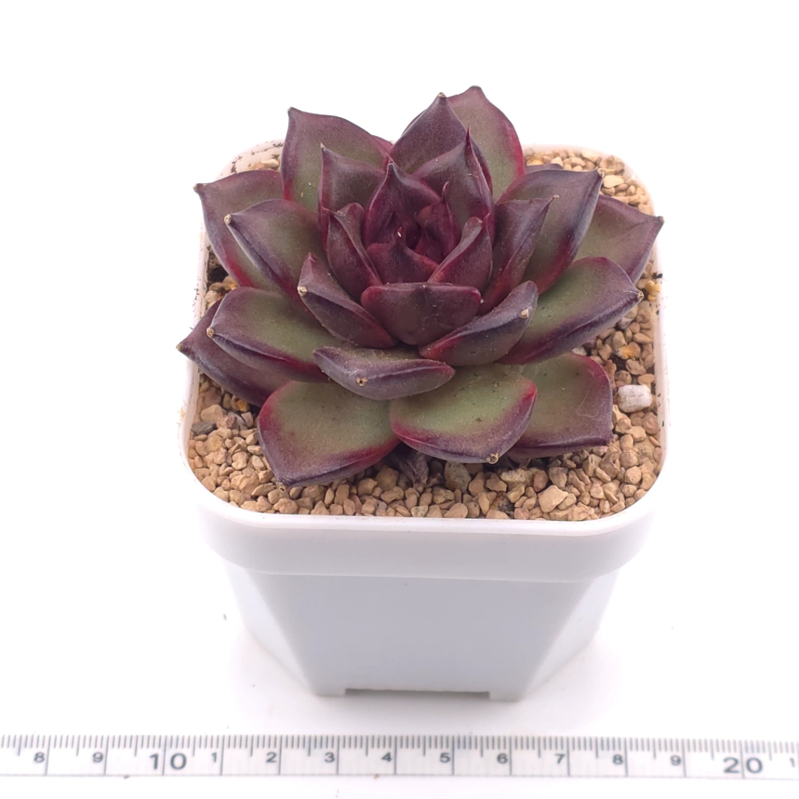 Echeveria 'Fat Rose' | 胖胖玫瑰 thumbnail 3