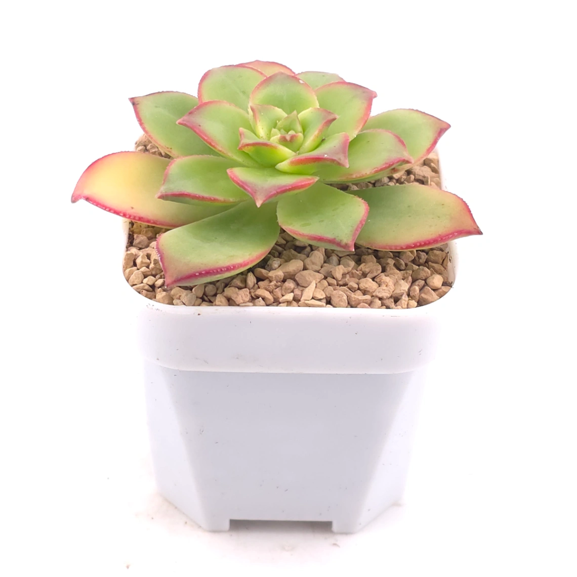 Aeonium 'Kiwi' | 紅緣蓮花掌 thumbnail 2