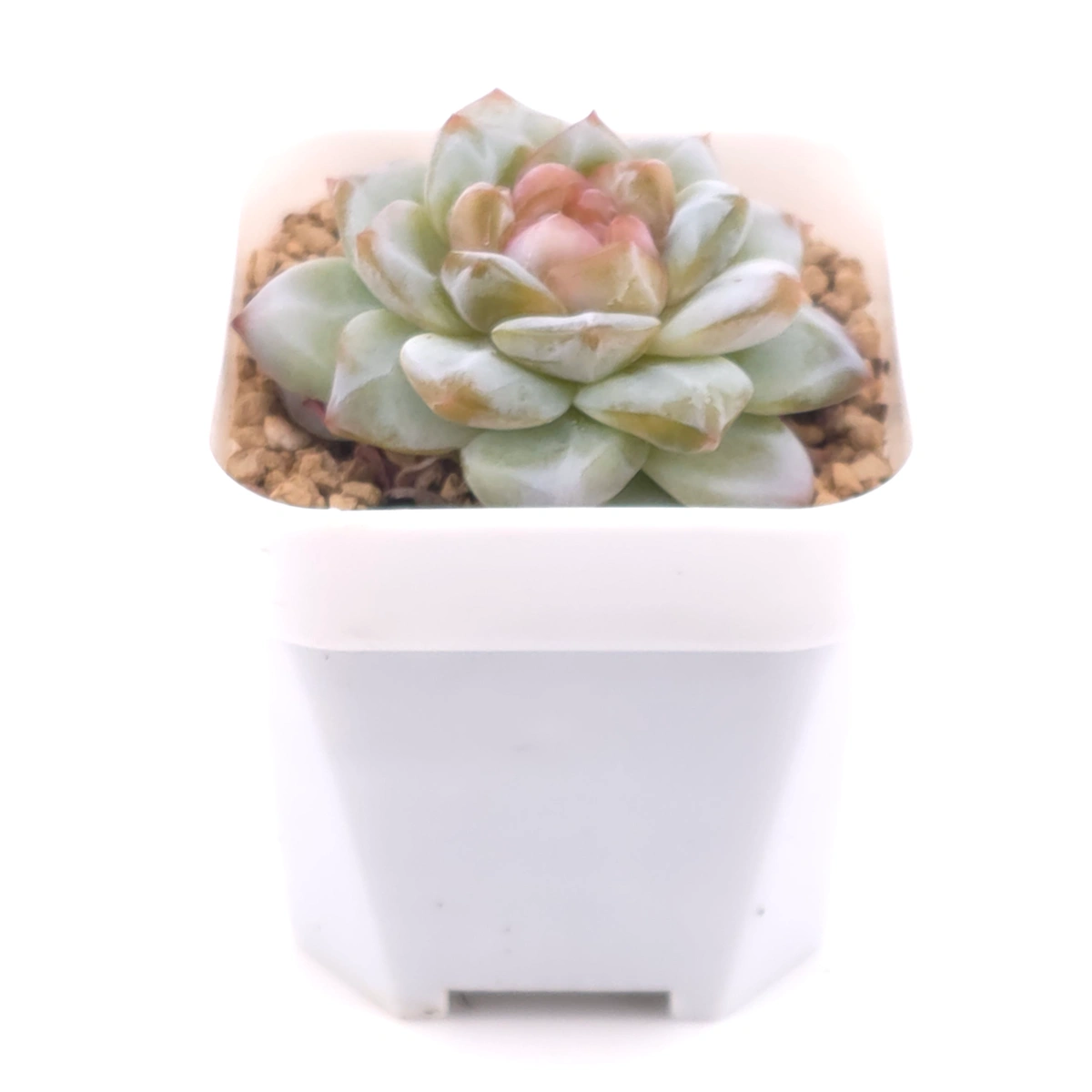Echeveria ‘Mittal’ | 米塔爾 thumbnail 2