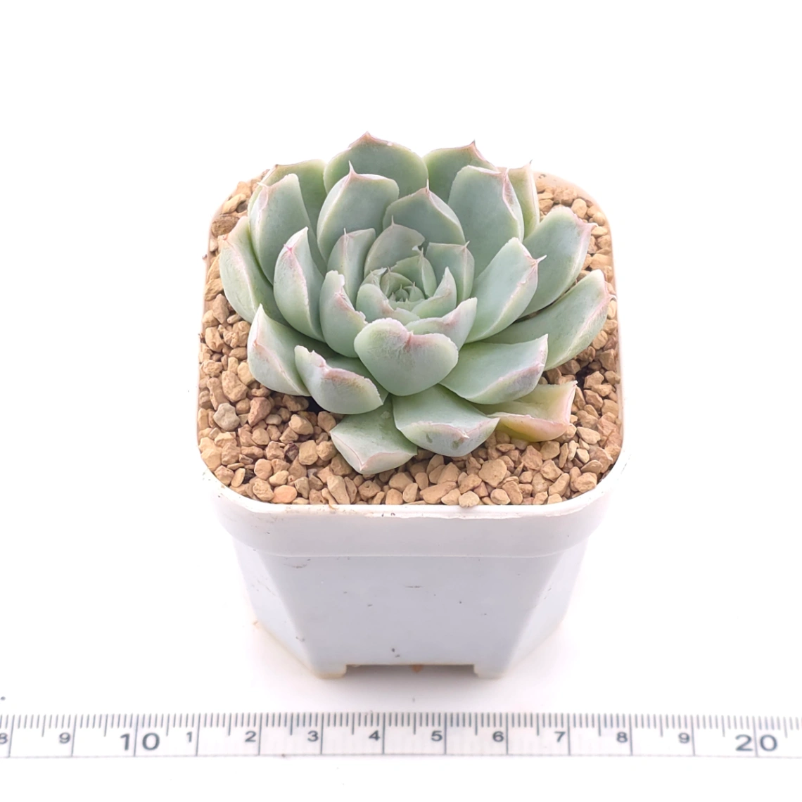 Echeveria 'Elemental Rose' | 地心玫瑰 thumbnail 3