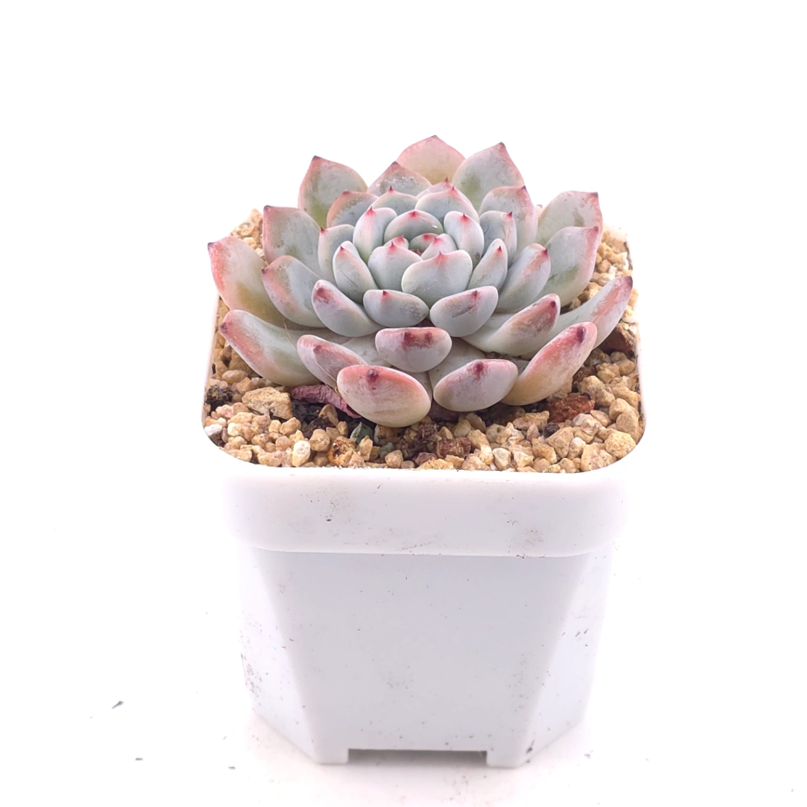 Echeveria ‘Viyant’ | 比安特雪爪 thumbnail 2