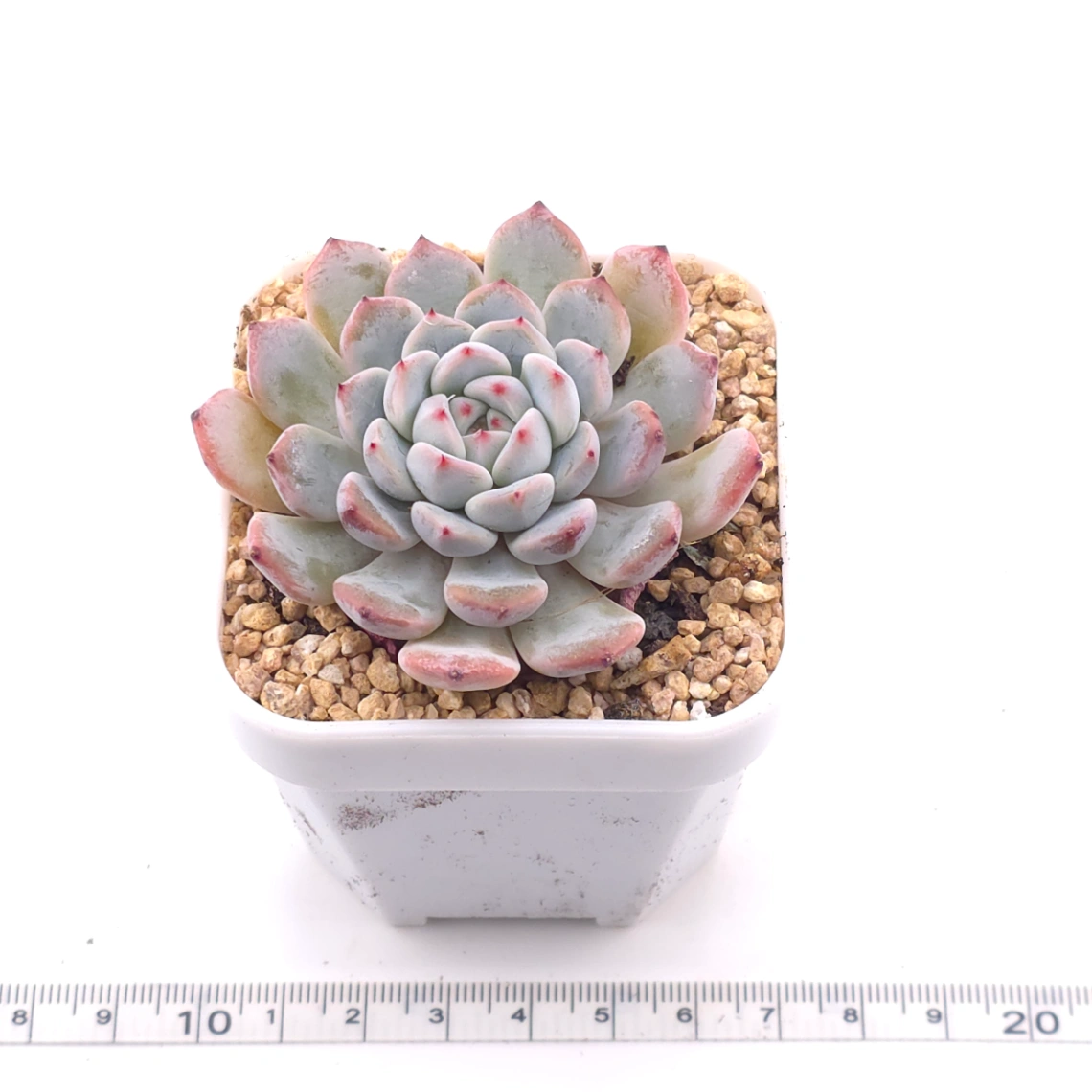 Echeveria ‘Viyant’ | 比安特雪爪 thumbnail 3
