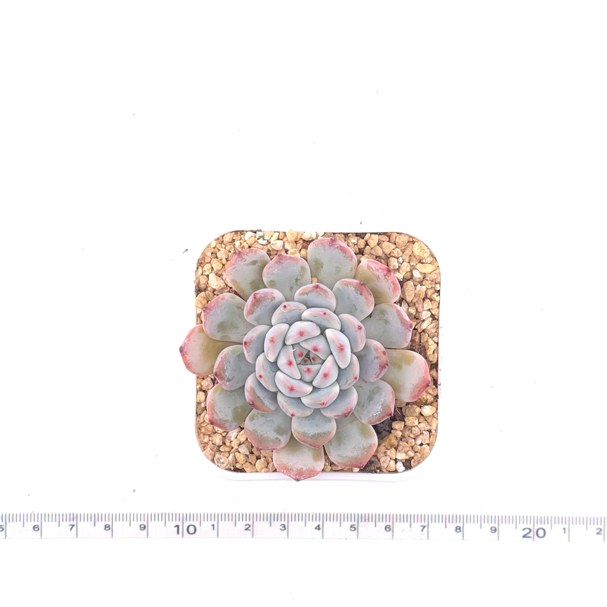 Echeveria ‘Viyant’ | 比安特雪爪 thumbnail 4