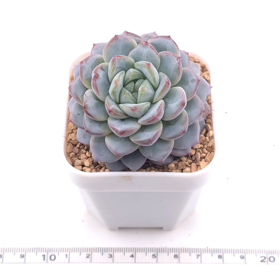 Echeveria ‘Werther’ | 維特 thumbnail 3