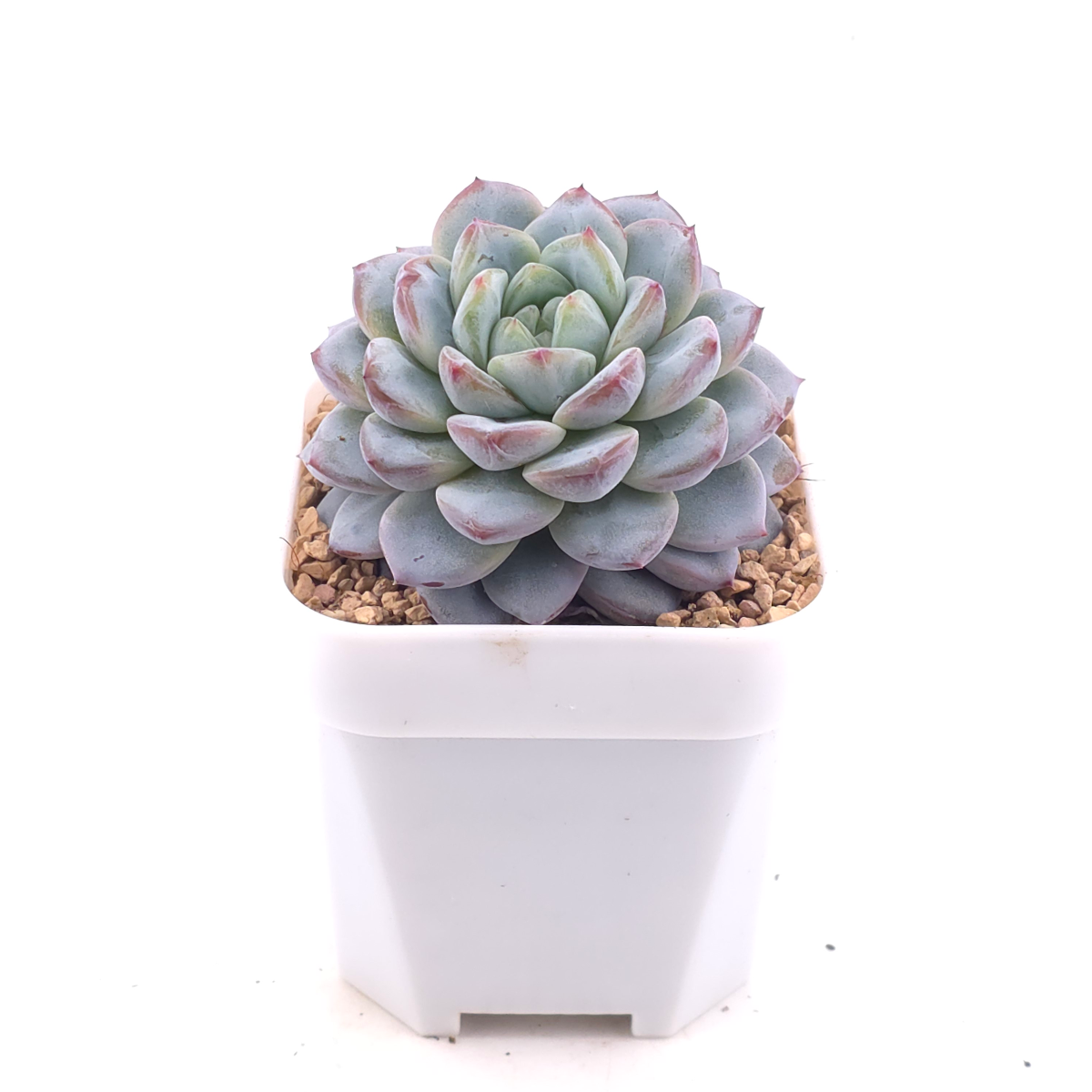 Echeveria ‘Werther’ | 維特 thumbnail 2