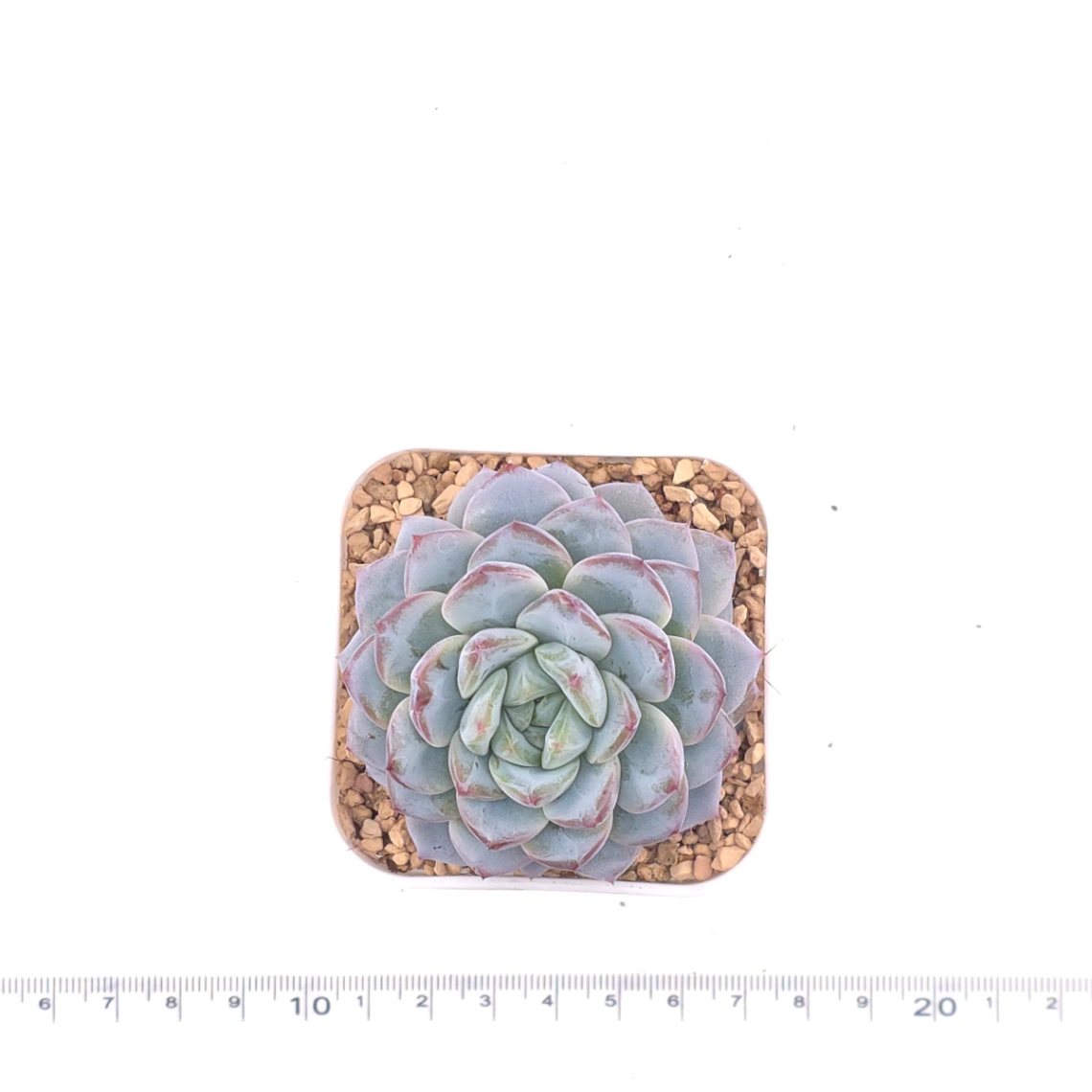 Echeveria ‘Werther’ | 維特 thumbnail 4