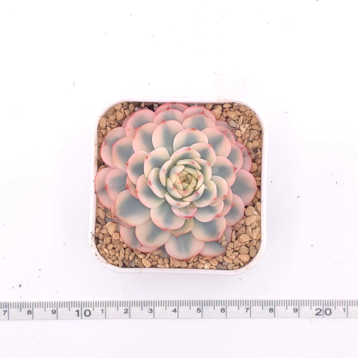 Echeveria ‘White Minima’ variegated | 白姬蓮錦 thumbnail 4
