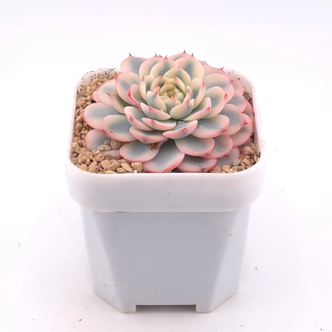 Echeveria ‘White Minima’ variegated | 白姬蓮錦 thumbnail 2