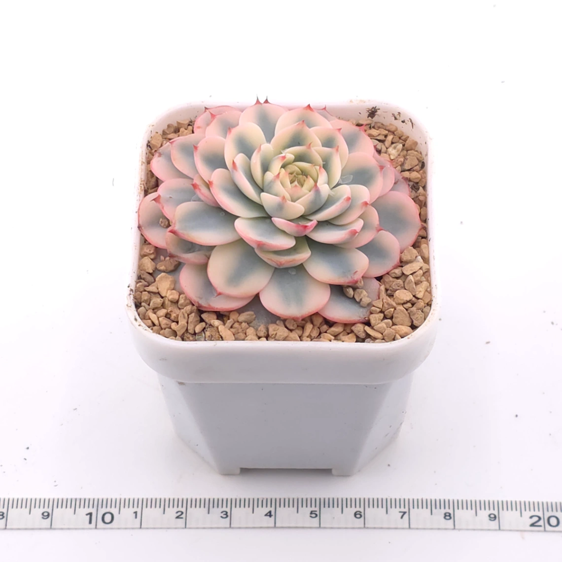 Echeveria ‘White Minima’ variegated | 白姬蓮錦 thumbnail 3
