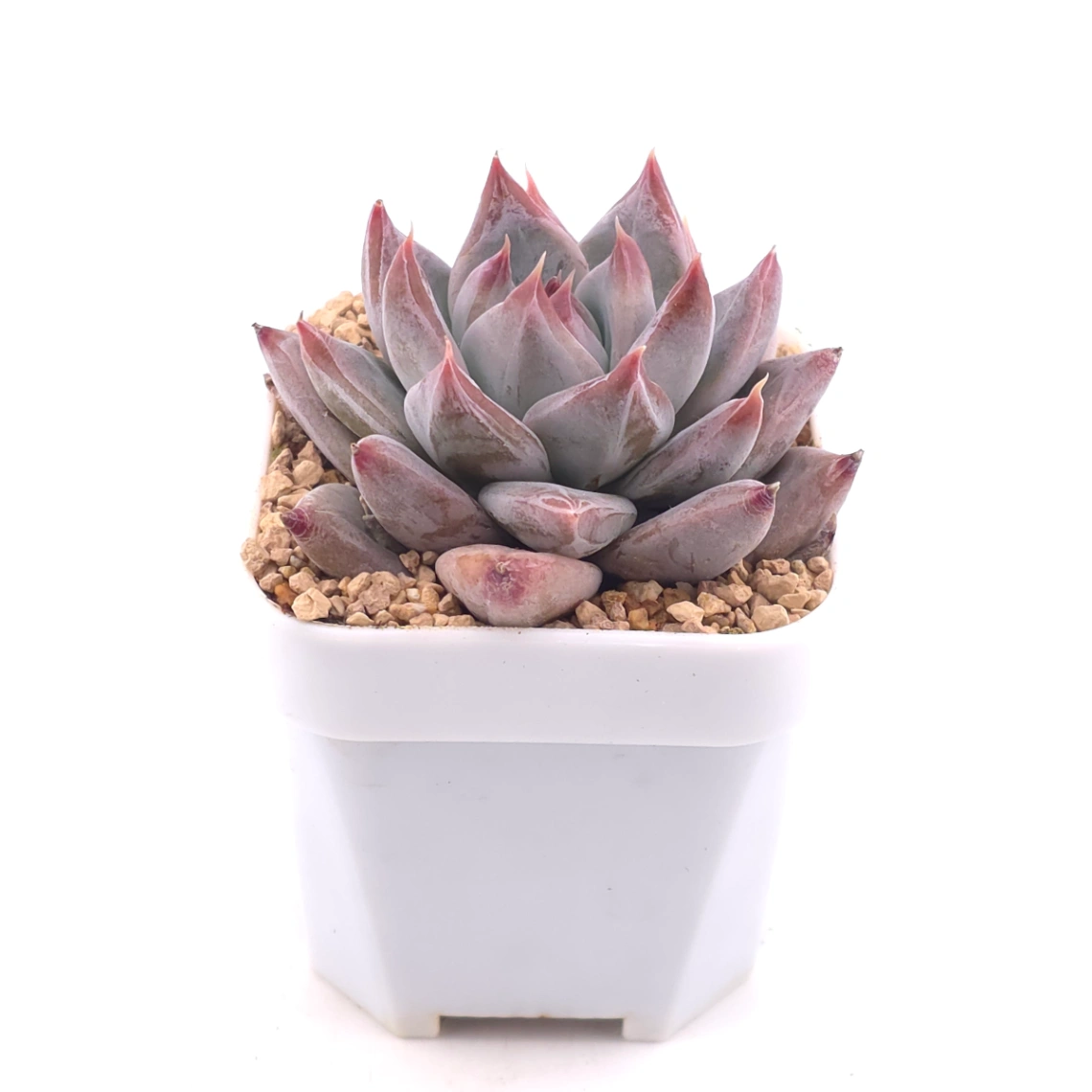 Echeveria ‘Zodiac Sign’ | 星辰之戀 thumbnail 2