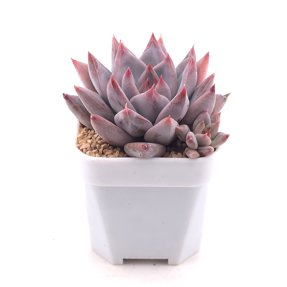 Echeveria ‘Zodiac Sign’ | 星辰之戀 thumbnail 2