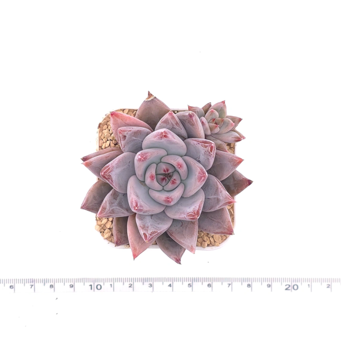 Echeveria ‘Zodiac Sign’ | 星辰之戀 thumbnail 4