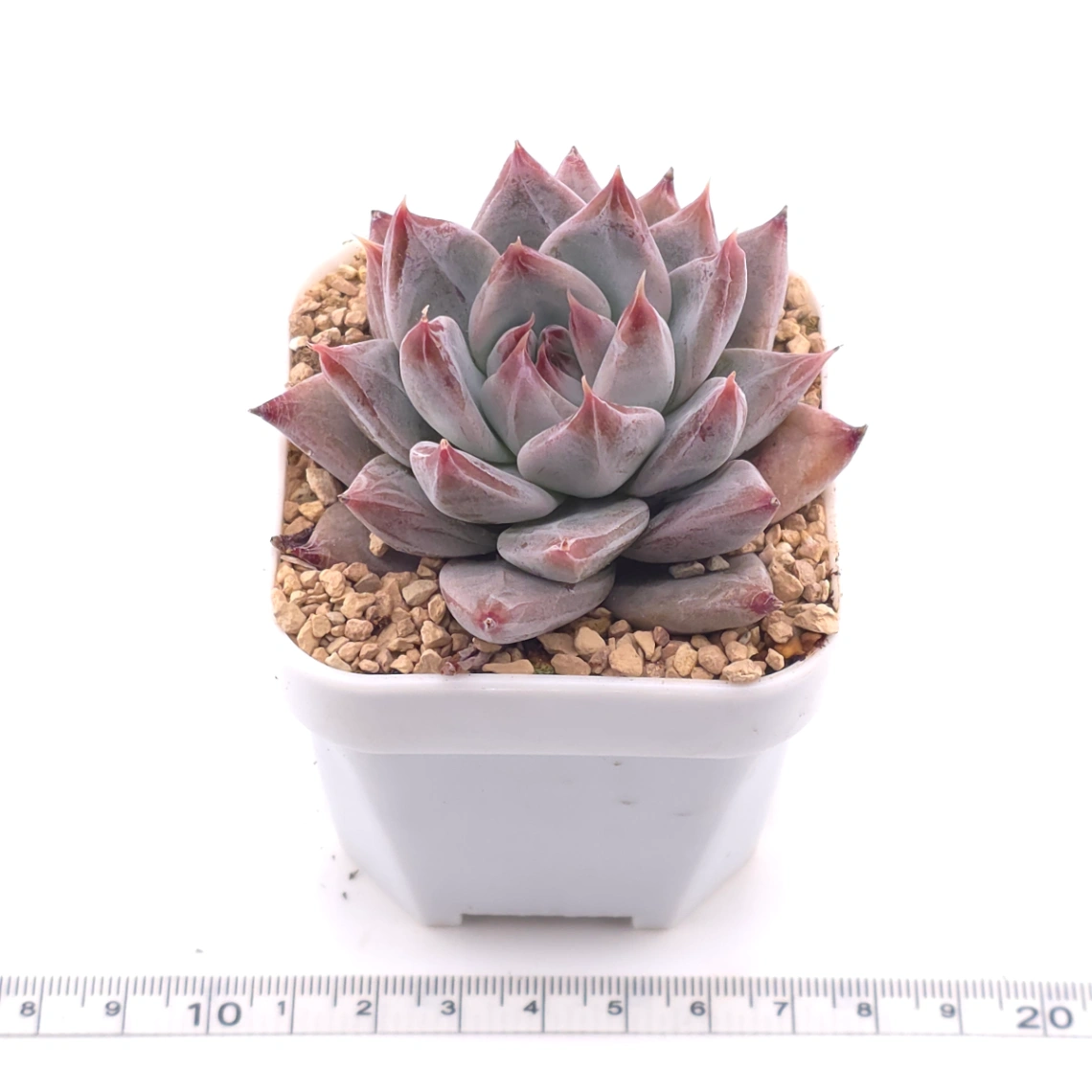Echeveria ‘Zodiac Sign’ | 星辰之戀 thumbnail 3