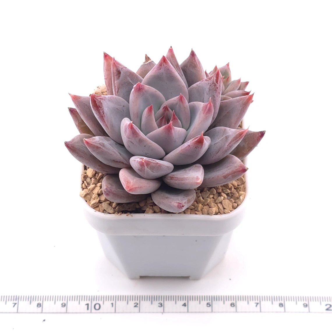 Echeveria ‘Zodiac Sign’ | 星辰之戀 thumbnail 3