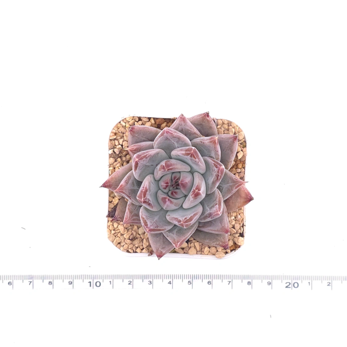 Echeveria ‘Zodiac Sign’ | 星辰之戀 thumbnail 4