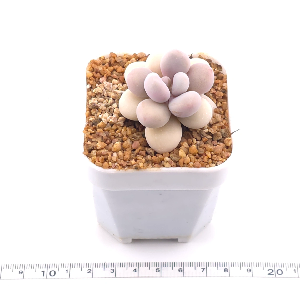 Graptopetalum amethystinum ‘Lavender Pebbles / Pink Moonstone’ | 桃蛋 thumbnail 3