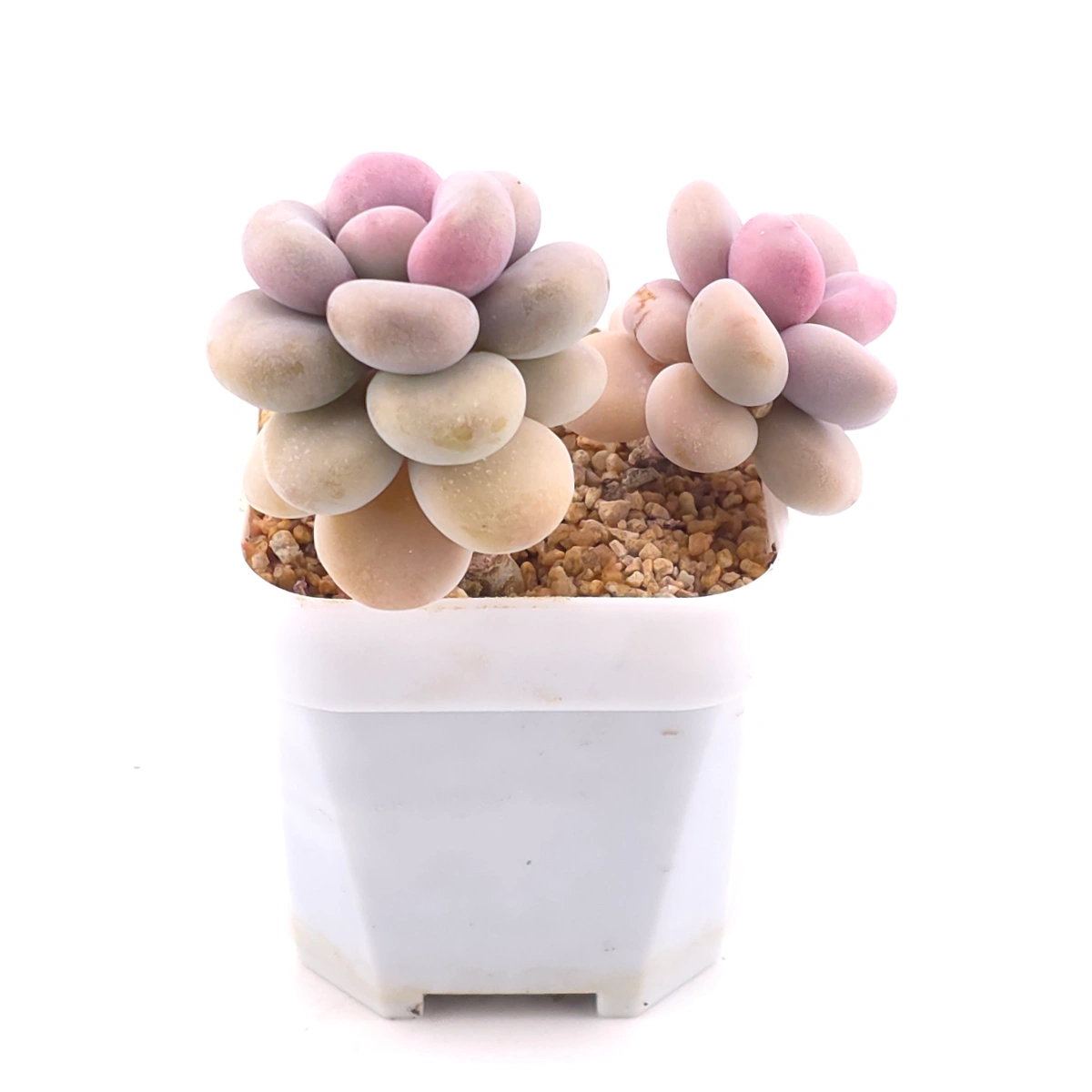Graptopetalum amethystinum ‘Lavender Pebbles / Pink Moonstone’ | 桃蛋 thumbnail 2